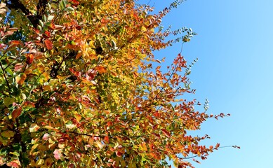 秋　紅葉　青空　風景　きれい