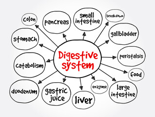 Digestive system mind map, health concept for presentations and reports