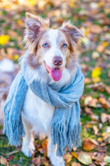 Border collie dog wearing warm scarf looks at camera at autumn park