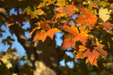 autumn maple with red and yellow leaves close-up