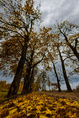 Nature of Latvia with fields and lakes