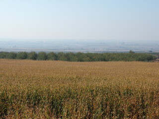 Fototapeta na wymiar Campo de maiz seco y a punto para ser recolectado, al fondo un plantacion de olivos, lerida, españa, europa