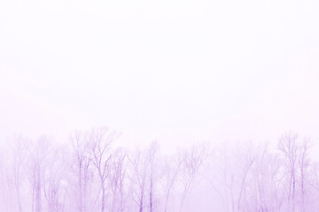 background winter trees in frost, copy space, toning