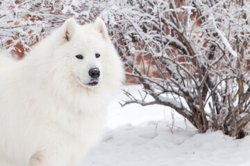 Dog white Samoyed, a walk in winter