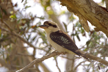 Australian Kookaburra in an Eucalyptus tree 