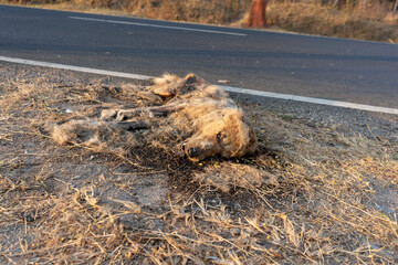 Carcass of Indian Striped Hyena Road-killed by vehicle, lying beside of road which passing through Forest 