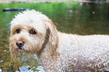 キャバプーのアップ