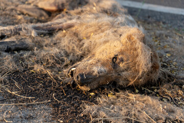 Carcass of Indian Striped Hyena Road-killed by vehicle, lying beside of road which passing through Forest 