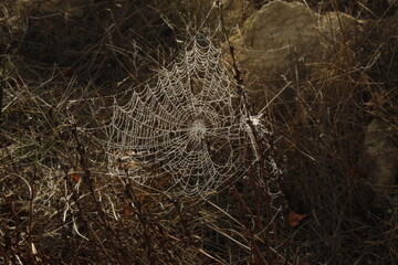 TELA DE ARAÑA EN EL MONTE

