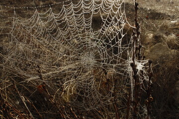 TELA DE ARAÑA EN EL MONTE
