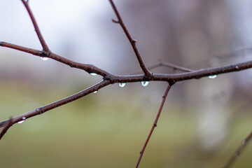 Water drops after rain on tree branches with a blurred background.
