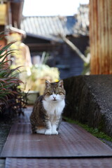 猫