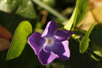flor de otoño