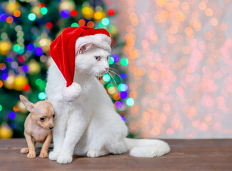 Adult angora cat wearing a red santa hat sits with tiny toy terrier puppy sits with Christmas tree on background. Pets looks away on empty space