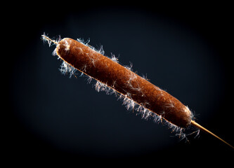 Reed smoke isolated on black
