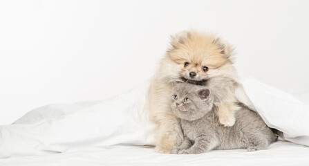 Pomeranian spitz puppy hugs gray kitten under warm blanket on a bed at home and look away on empty space