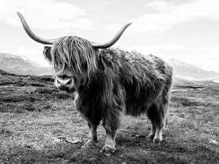 Poster de jardin Highlander écossais Highland bovins vache écossaise noir et blanc
