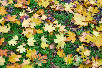 autumn leaves on the ground