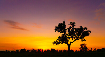 Amazing sunset and sunrise.Colorful night light.The silhouette of the big tree.For inserting text, background.