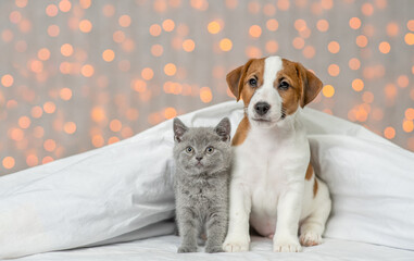 Jack russell terrier puppy and cute kitten sit together under warm blanket on festive background. Empty space for text