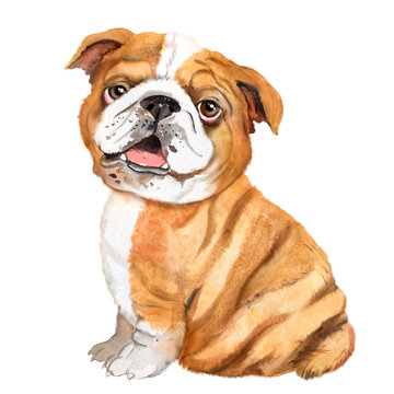 Watercolor illustration of an english bulldog, favorite pet, ginger dog, furry friend, bulldog dog