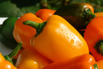 Colorful assortment of mini bell peppers of the 'Lunchbox' variety (sweet snacking pepper). Raw organic yellow, orange and green peppers in the garden on a sunny day