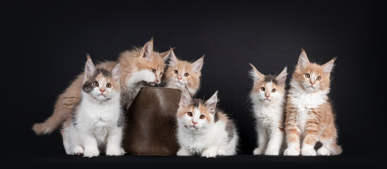 Group of six Fluffy Maine Coon cat kittens, sitting beside each in and beside a leather basket. All looking towards camera. Isolated on black background.