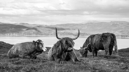 Highland cattle scottish cow black and white