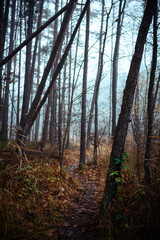 Beautiful autumnal forest with orange leaves and fog in fall