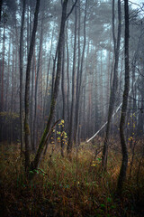 Beautiful autumnal forest with orange leaves and fog in fall