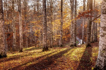 Obraz premium AUTUMNAL