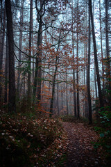 Beautiful autumnal forest with orange leaves and fog in fall