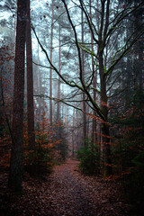 Beautiful autumnal forest with orange leaves and fog in fall