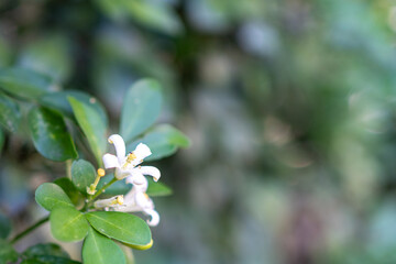 White flower, Orange Jessamine (Murraya paniculata), Satinwood, Cosmetic Bark Tree, in the garden.