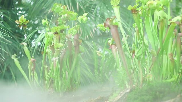 Close up of very rare carnivorous plant in the jungle during morning mist or fog, nature concept