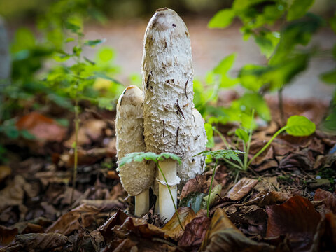 Weiser Pilz (Morchel)