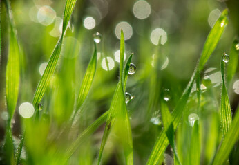 Nice morning dew on green grass close up macro photography nature