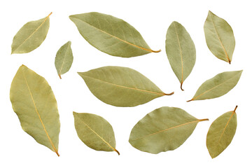 Obraz premium Bay leaf isolated on white background. Set of laurel leaves isolated on white background, top view. Dry bay leaf, flat lay, top view. Dry bay leaves isolated on white.