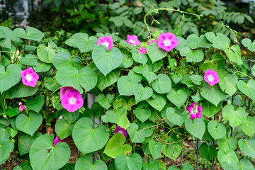 Many delicate vivid pink flowers of morning glory plant in a a garden in a sunny summer garden, outdoor floral background photographed with soft focus.