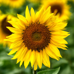 Fototapeta premium Tournesol mûr à Belcaire, France