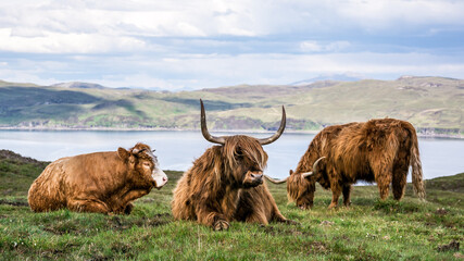 highland cattle scottish cow - obrazy, fototapety, plakaty