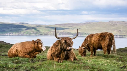 Poster de jardin Highlander écossais highland cattle scottish cow