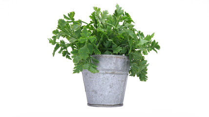 Green plant with pot in isolated white background