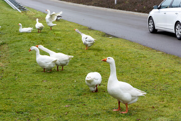 Gęsi przy drodze © Heroc