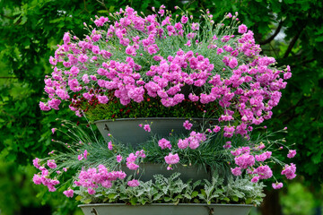 Fototapeta na wymiar Many small vivid pink flowers of Dianthus carthusianorum plant, commonly known as Carthusian pink in a British cottage style garden in a sunny summer day, beautiful outdoor floral background.
