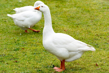 Gęsi © Heroc
