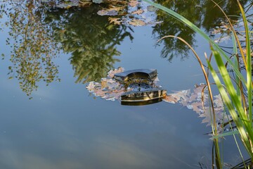 Skimmer Messner floats on surface of water in pond. Close-up. Beautiful and clean pond. Skimmer...