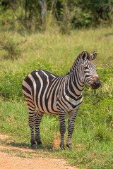 Obraz na płótnie Canvas Plains zebra, equus quagga, equus burchellii, common zebra, Lake Mburo National Park, Uganda.