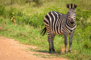 Plains zebra, equus quagga, equus burchellii, common zebra, Lake Mburo National Park, Uganda.	