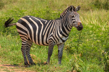 Obraz na płótnie Canvas Plains zebra, equus quagga, equus burchellii, common zebra, Lake Mburo National Park, Uganda. 